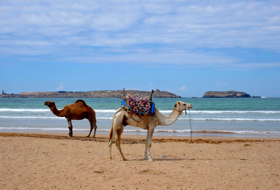 Camels at the beach, Morocco - Image by Kristian Bertel