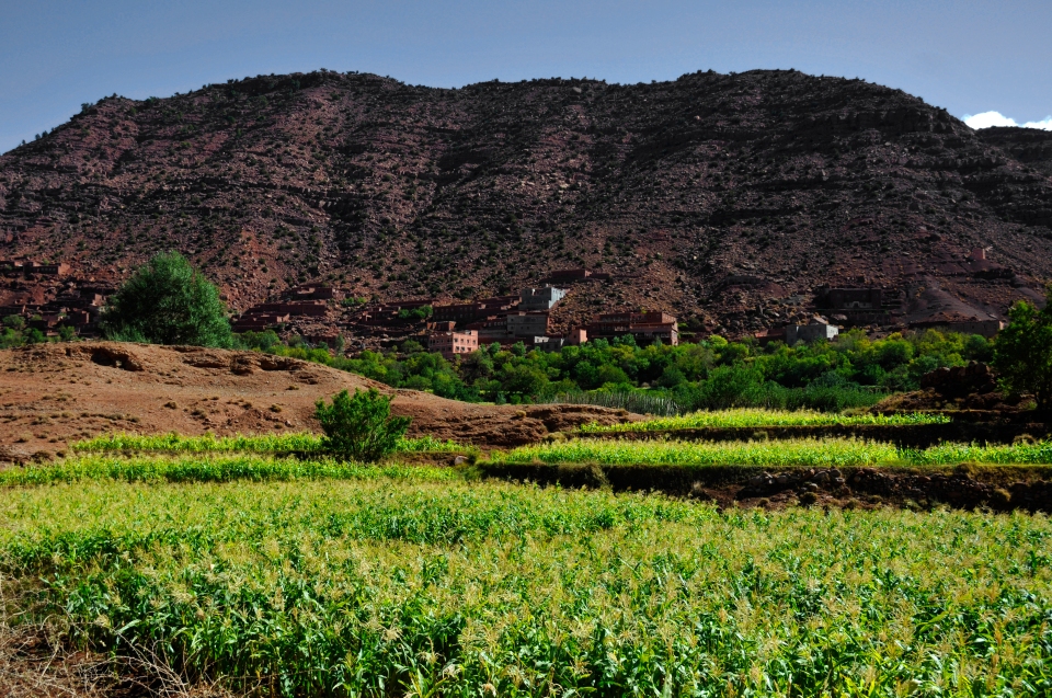 Green field in Morocco - Image by Kristian Bertel